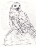 Snowy Owl SGG